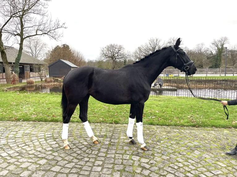 Hanoverian Mare 4 years 16,2 hh Black in Krefeld Hanoverian Mare 4 years 16,2 hh Black in Krefeld