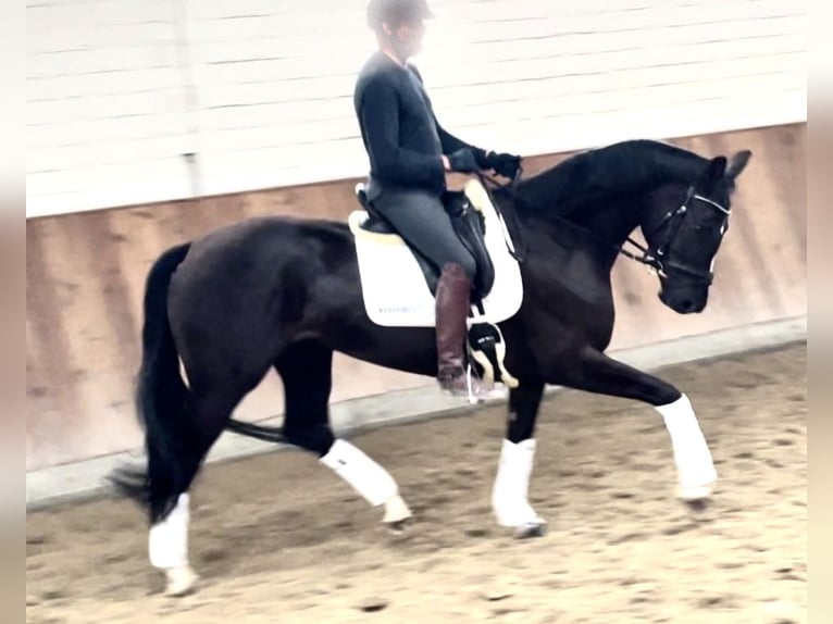 Hanoverian Mare 4 years 16,2 hh Black in Krefeld Hanoverian Mare 4 years 16,2 hh Black in Krefeld