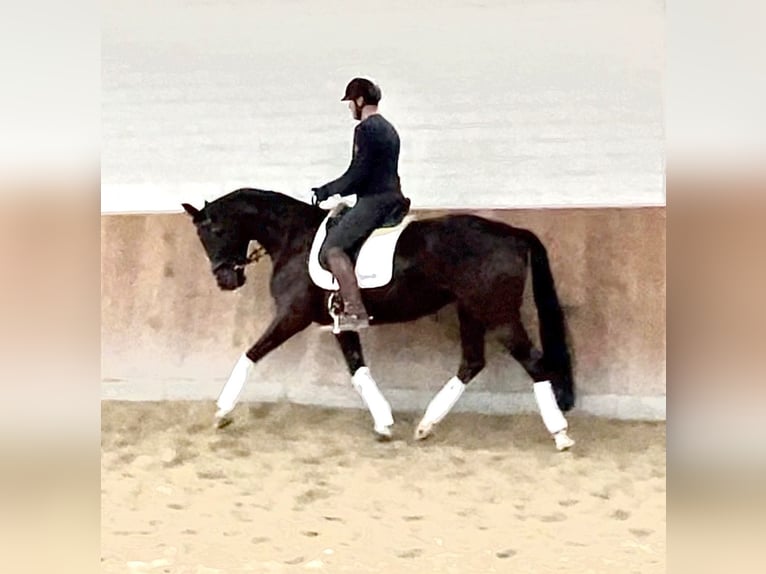 Hanoverian Mare 4 years 16,2 hh Black in Krefeld Hanoverian Mare 4 years 16,2 hh Black in Krefeld