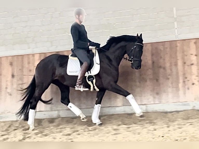 Hanoverian Mare 4 years 16,2 hh Black in Krefeld Hanoverian Mare 4 years 16,2 hh Black in Krefeld