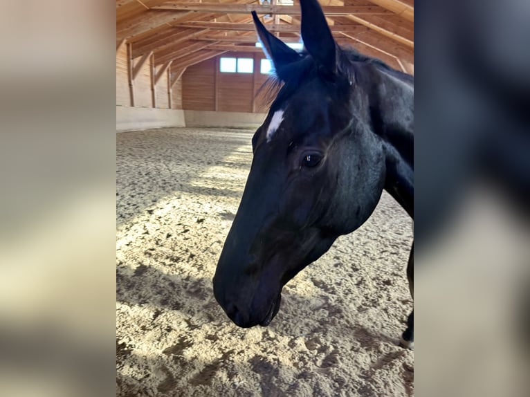 Hanoverian Mare 4 years 16,2 hh Black in Zell am Moos