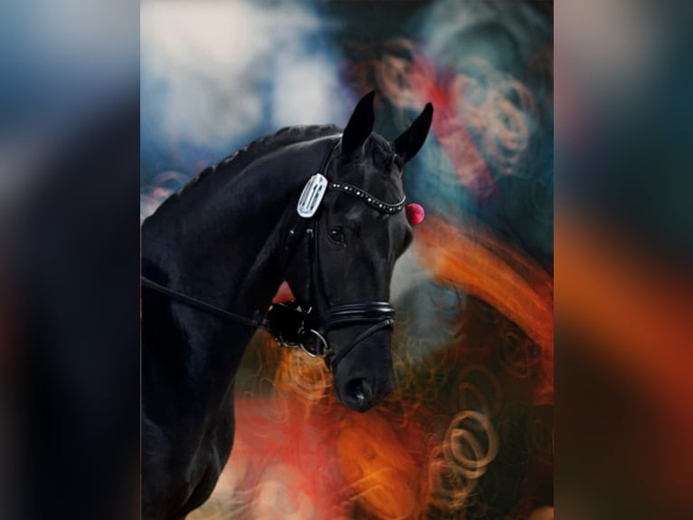 Hanoverian Mare 4 years 16,2 hh Black in Leer (Ostfriesland)
