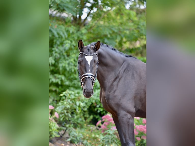 Hanoverian Mare 4 years 16,2 hh Black in Neuenkirchen