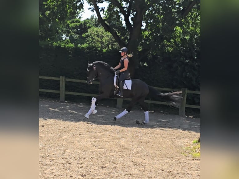 Hanoverian Mix Mare 4 years 16,2 hh Black in Kempen