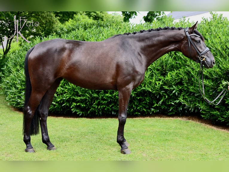 Hanoverian Mix Mare 4 years 16,2 hh Black in Kempen
