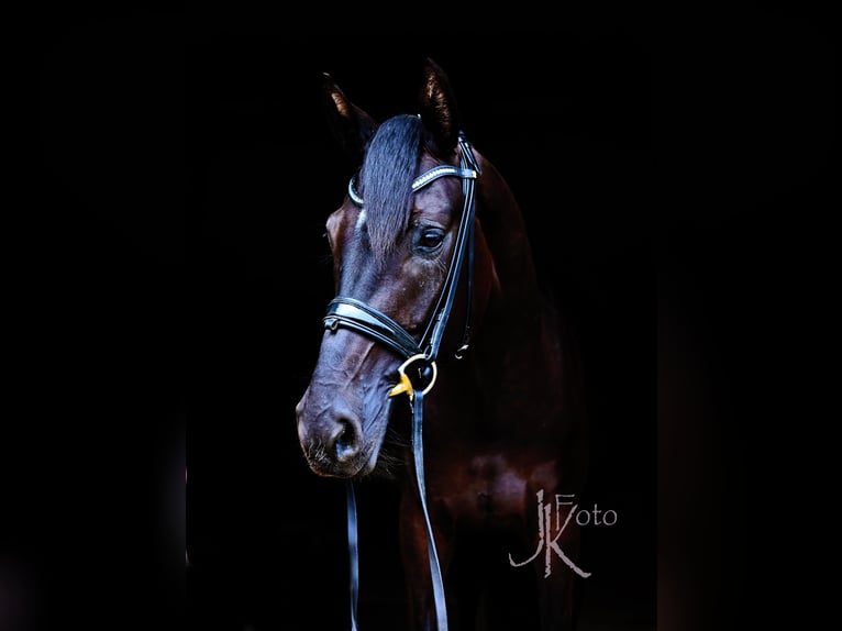 Hanoverian Mix Mare 4 years 16,2 hh Black in Kempen
