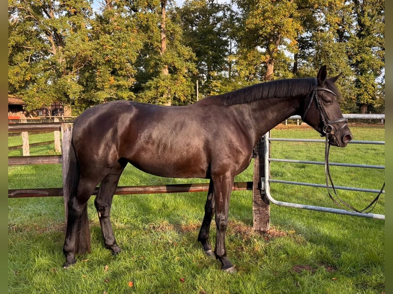 Hanoverian Mare 4 years 16,2 hh Black in Schwarme