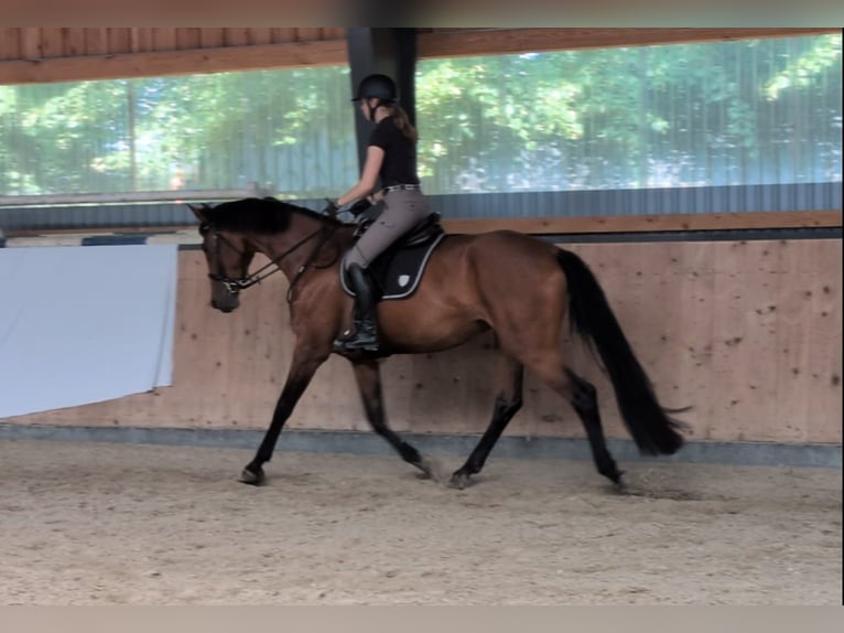 Hanoverian Mare 4 years 16,2 hh Brown in Agathenburg