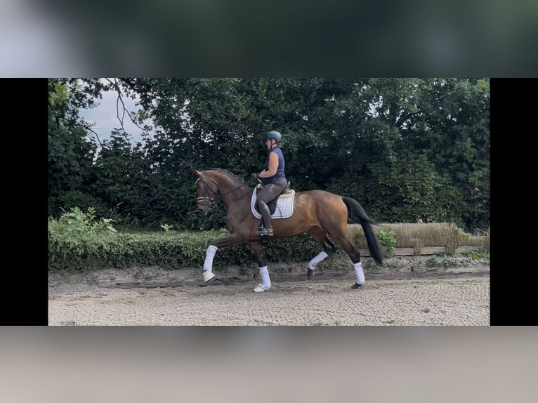 Hanoverian Mare 4 years 16,2 hh Brown in Mellinghausen Hanoverian Mare 4 years 16,2 hh Brown in Mellinghausen