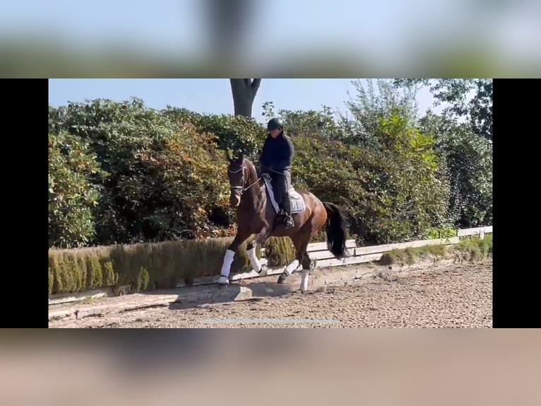 Hanoverian Mare 4 years 16,2 hh Brown in Mellinghausen Hanoverian Mare 4 years 16,2 hh Brown in Mellinghausen
