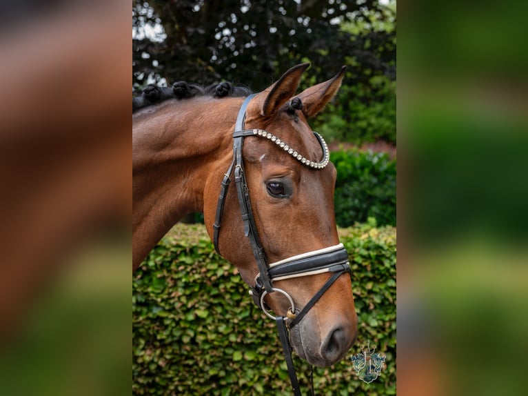 Hanoverian Mare 4 years 16,2 hh Brown in Mellinghausen Hanoverian Mare 4 years 16,2 hh Brown in Mellinghausen