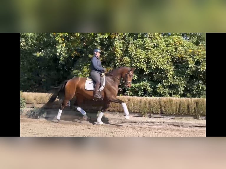 Hanoverian Mare 4 years 16,2 hh Brown in Mellinghausen Hanoverian Mare 4 years 16,2 hh Brown in Mellinghausen