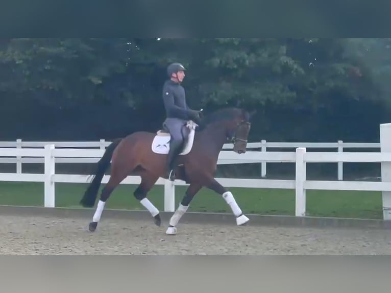 Hanoverian Mare 4 years 16,2 hh Brown in Essen (Oldenburg)