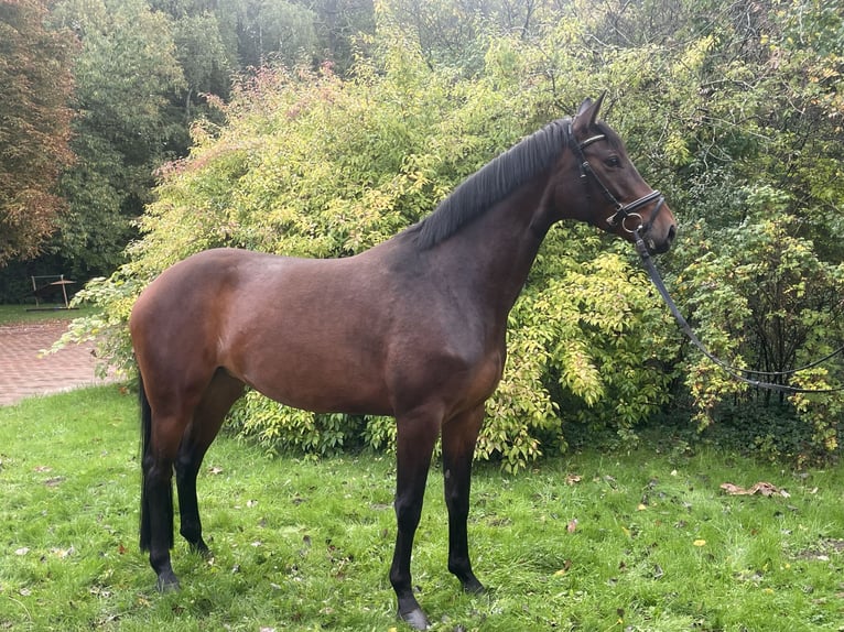 Hanoverian Mare 4 years 16,2 hh Brown in Essen (Oldenburg)