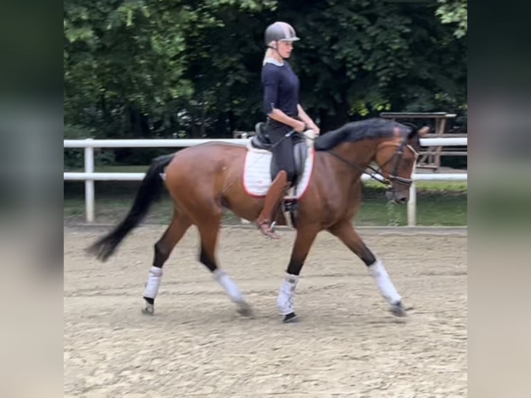 Hanoverian Mare 4 years 16,2 hh Brown in Hamm