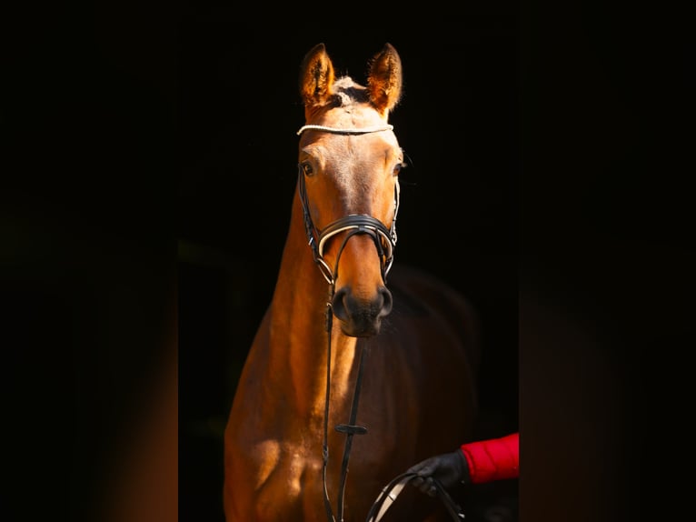 Hanoverian Mare 4 years 16,2 hh Brown in LandesbergenLandesbergen