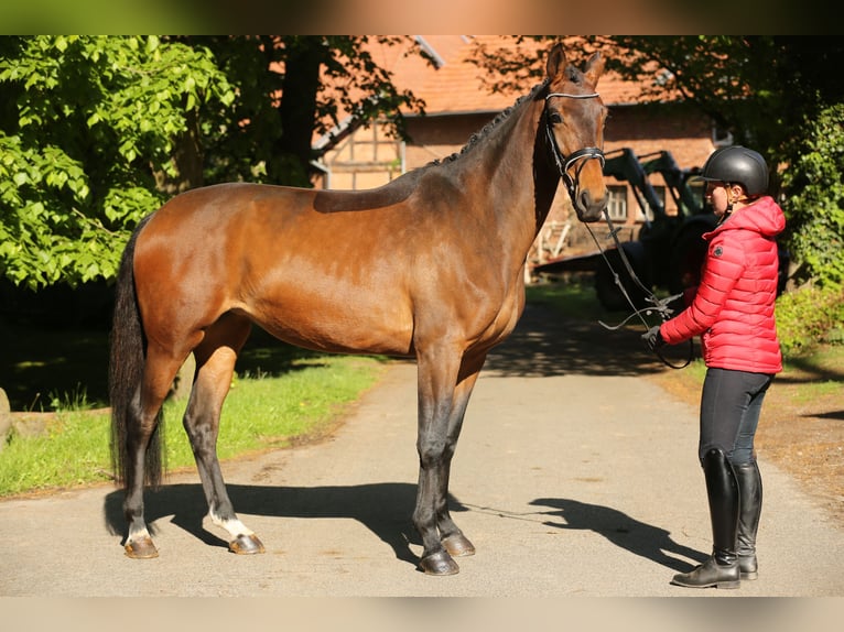 Hanoverian Mare 4 years 16,2 hh Brown in LandesbergenLandesbergen