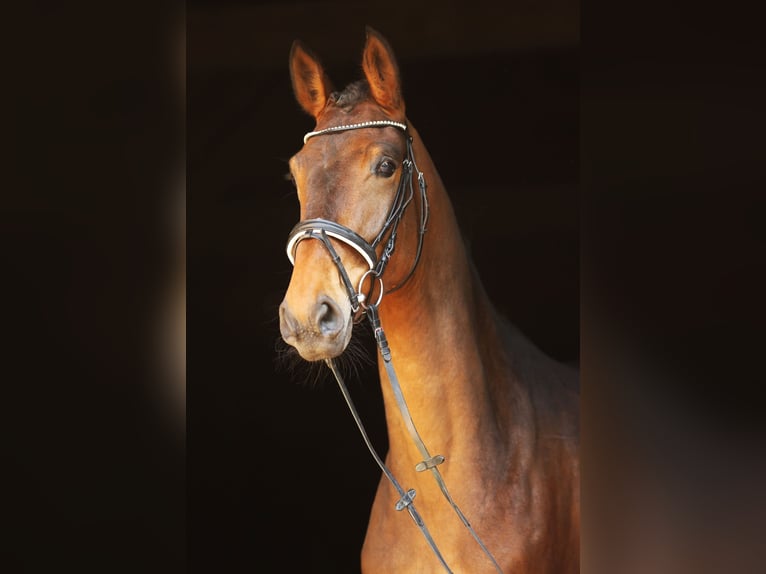 Hanoverian Mare 4 years 16,2 hh Brown in LandesbergenLandesbergen