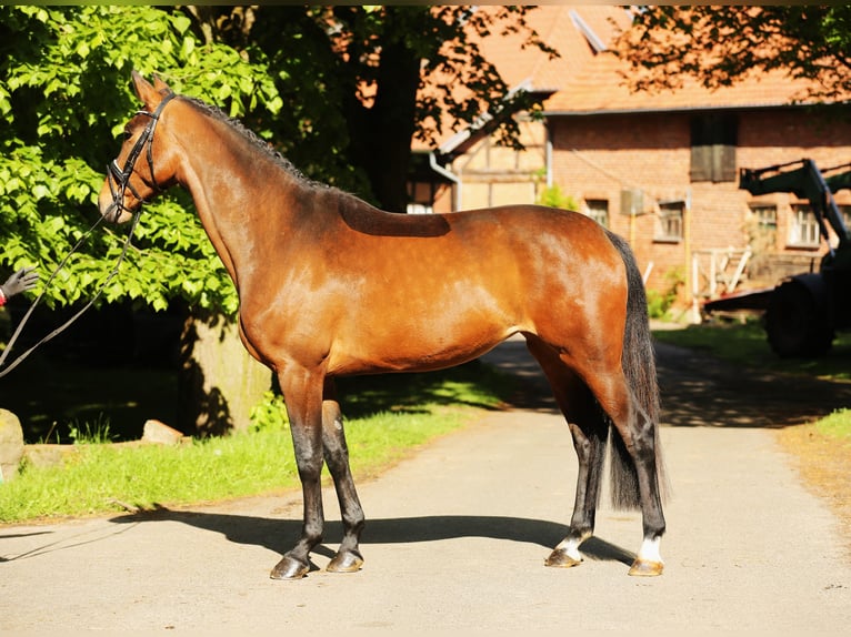 Hanoverian Mare 4 years 16,2 hh Brown in LandesbergenLandesbergen