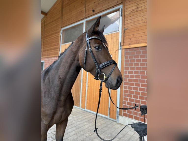 Hanoverian Mare 4 years 16,2 hh Brown in Mossautal Hanoverian Mare 4 years 16,2 hh Brown in Mossautal