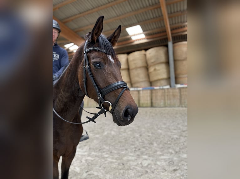 Hanoverian Mare 4 years 16,2 hh Brown in Mossautal Hanoverian Mare 4 years 16,2 hh Brown in Mossautal