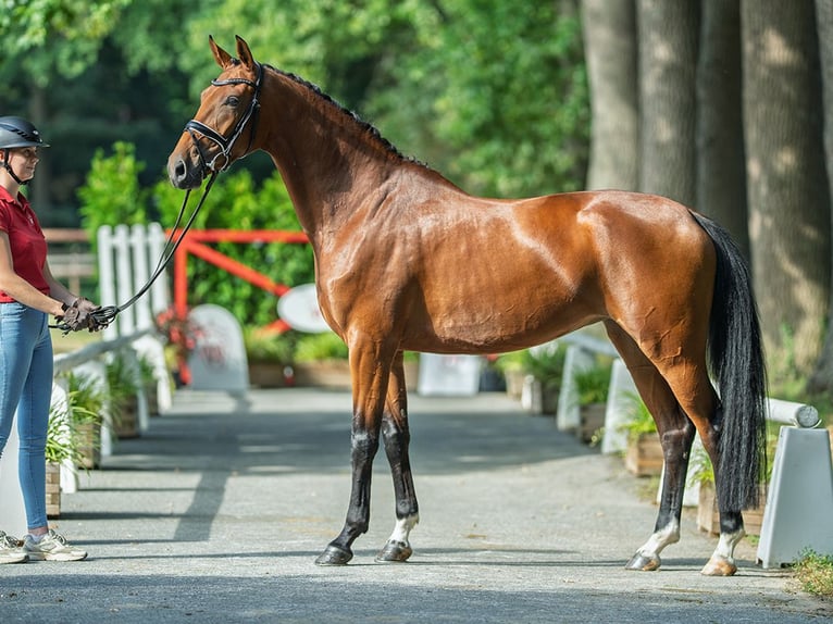 Hanoverian Mare 4 years 16,2 hh Brown in M&#xFC;nster-Handorf