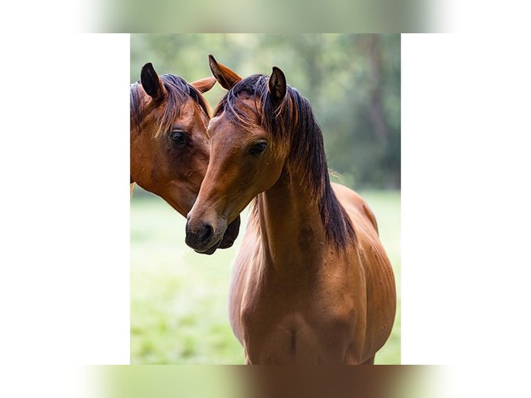 Hanoverian Mare 4 years 16,2 hh Brown in Neu-Eichenberg