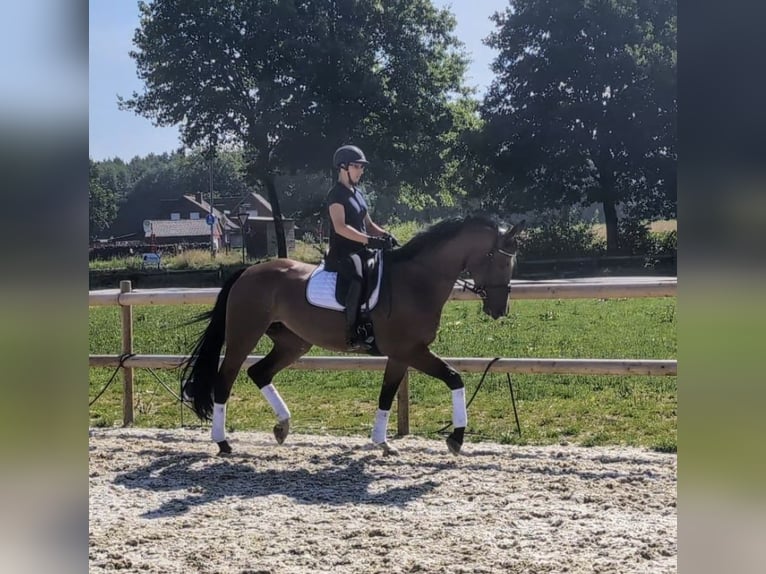 Hanoverian Mare 4 years 16,2 hh Brown in Nortrup