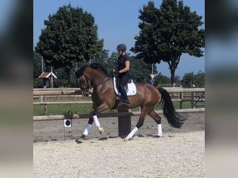Hanoverian Mare 4 years 16,2 hh Brown in Nortrup