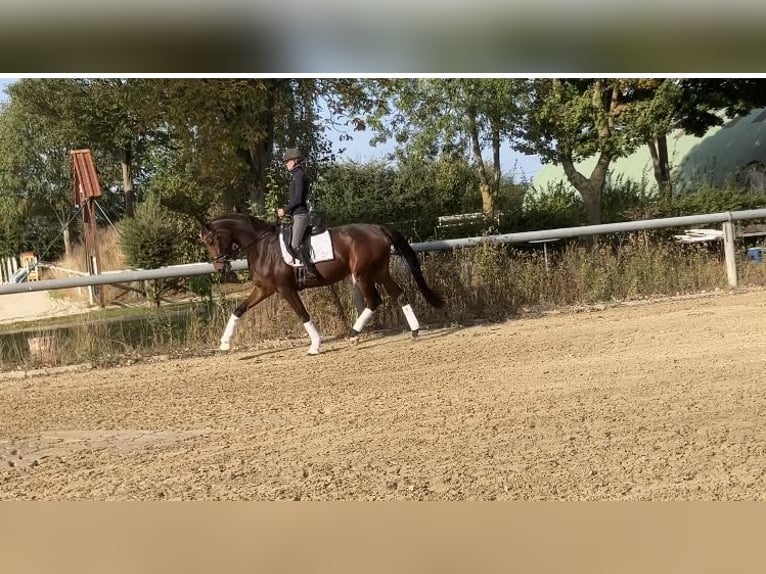 Hanoverian Mare 4 years 16,2 hh Brown in Schwarmstedt