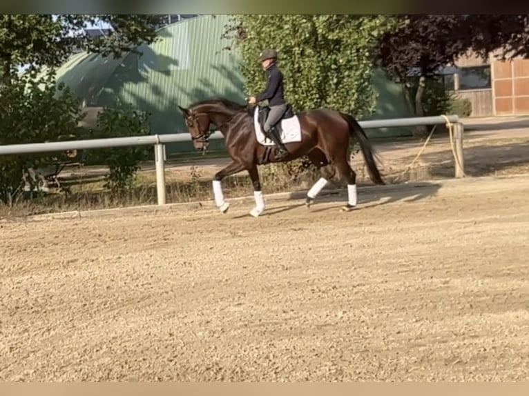 Hanoverian Mare 4 years 16,2 hh Brown in Schwarmstedt