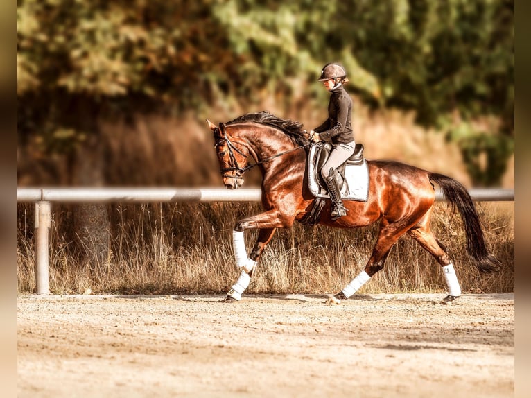 Hanoverian Mare 4 years 16,2 hh Brown in Schwarmstedt
