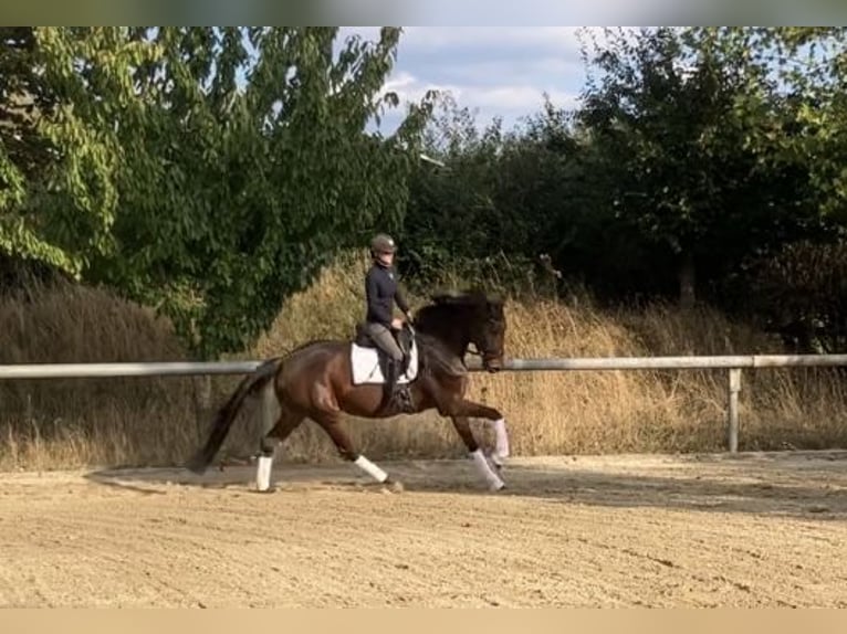 Hanoverian Mare 4 years 16,2 hh Brown in Schwarmstedt