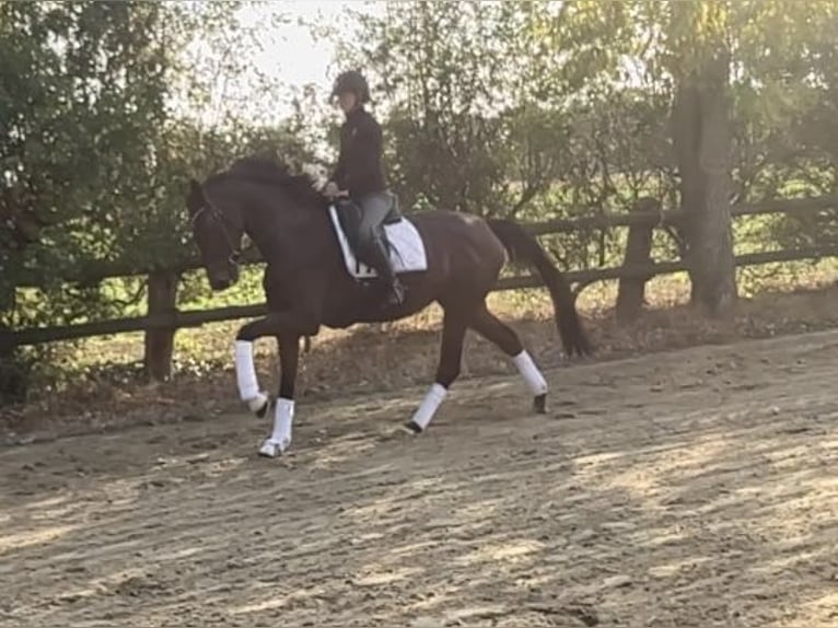 Hanoverian Mare 4 years 16,2 hh Brown in Schwarmstedt