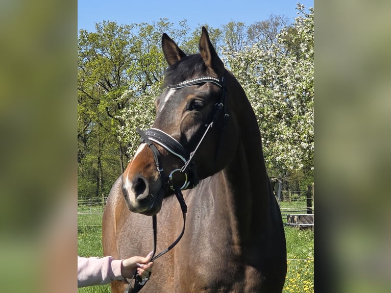 Hanoverian Mare 4 years 16,2 hh Brown in Wachtendonk