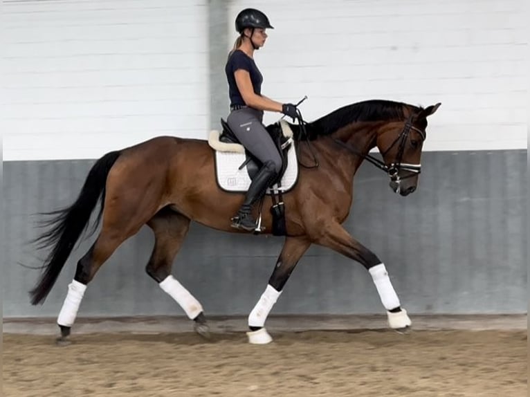 Hanoverian Mare 4 years 16,2 hh Brown in Tiddische