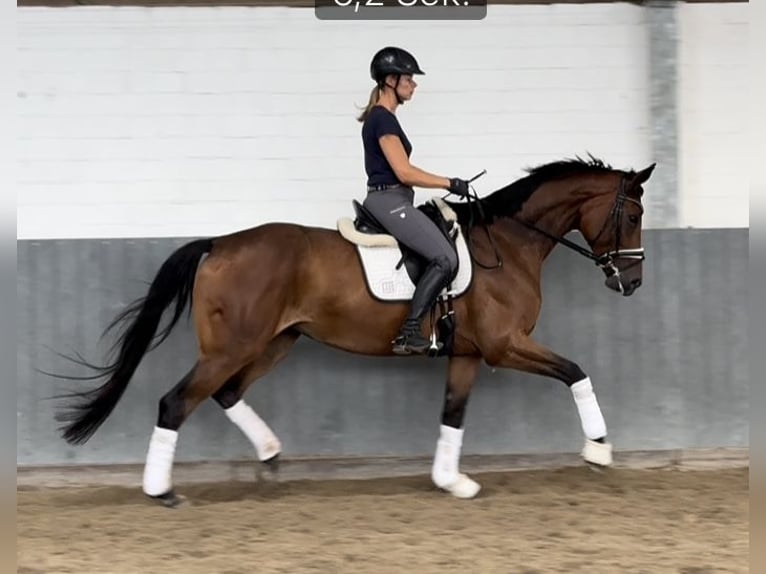 Hanoverian Mare 4 years 16,2 hh Brown in Tiddische