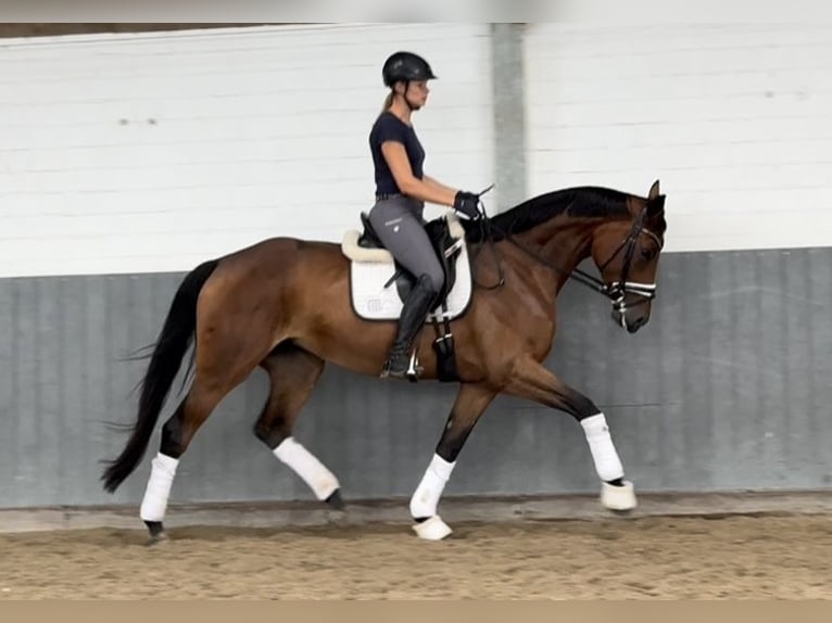 Hanoverian Mare 4 years 16,2 hh Brown in Tiddische
