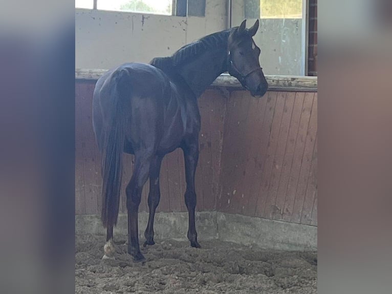 Hanoverian Mare 4 years 16,2 hh Chestnut in Telgte