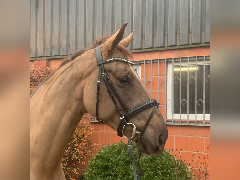 Hanoverian Mare 4 years 16,2 hh Chestnut-Red in Hepstedt