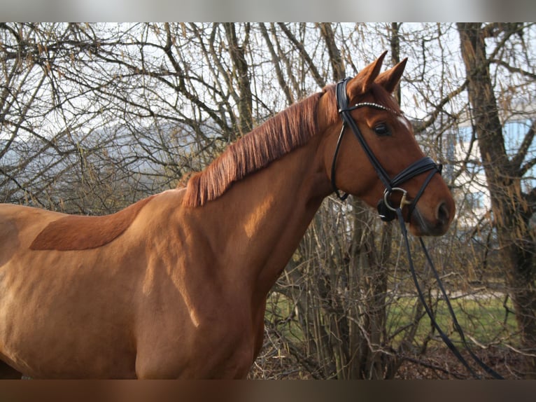 Hanoverian Mare 4 years 16,2 hh Chestnut-Red in Springe
