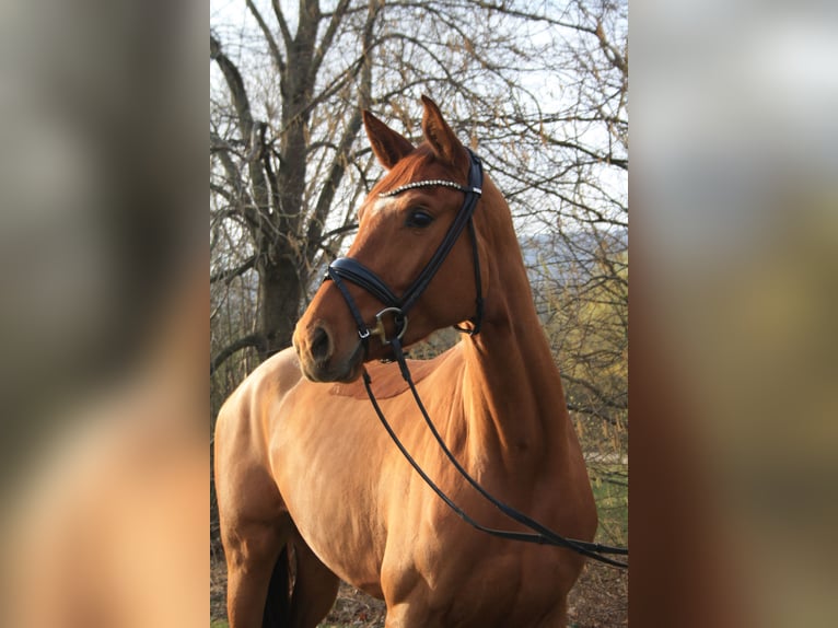 Hanoverian Mare 4 years 16,2 hh Chestnut-Red in Springe