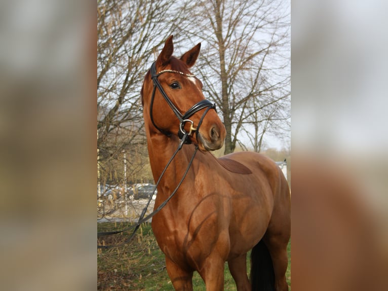 Hanoverian Mare 4 years 16,2 hh Chestnut-Red in Springe