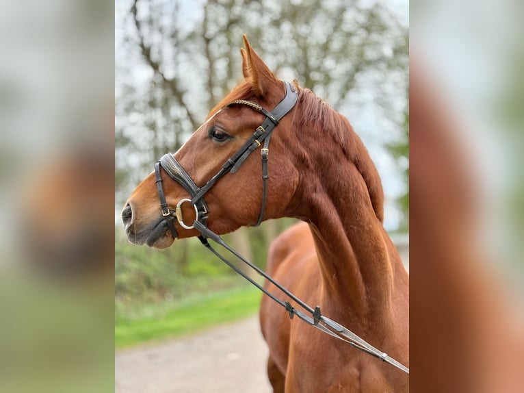Hanoverian Mare 4 years 16,2 hh Chestnut-Red in Cuxhaven
