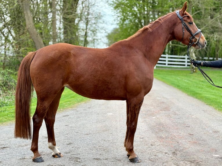 Hanoverian Mare 4 years 16,2 hh Chestnut-Red in Cuxhaven