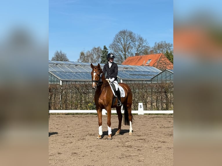 Hanoverian Mare 4 years 16,2 hh Chestnut-Red in Selsingen