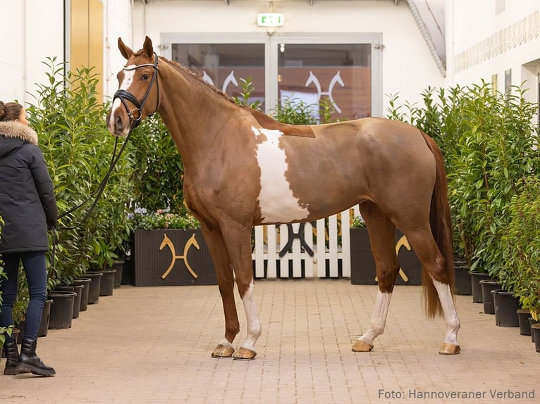 Hanoverian Mare 4 years 16,2 hh Chestnut-Red in Verden