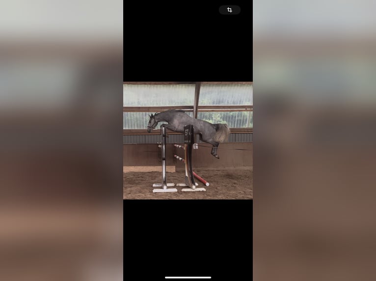 Hanoverian Mare 4 years 16,2 hh Gray-Dapple in Seedorf