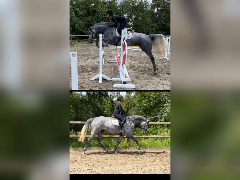 Hanoverian Mare 4 years 16,2 hh Gray-Dapple in Seedorf