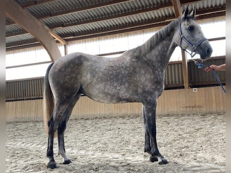 Hanoverian Mare 4 years 16,2 hh Grey-Blue-Tan in Neukalen